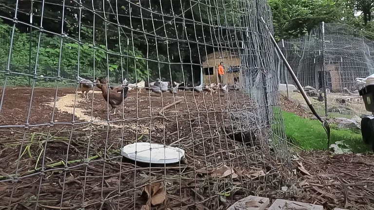 A group of chickens behind a wire fence near a small white feeder on the ground, with a wooded area and a structure