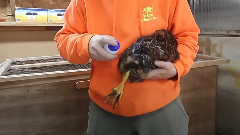 Person holding a chicken and applying treatment to its foot