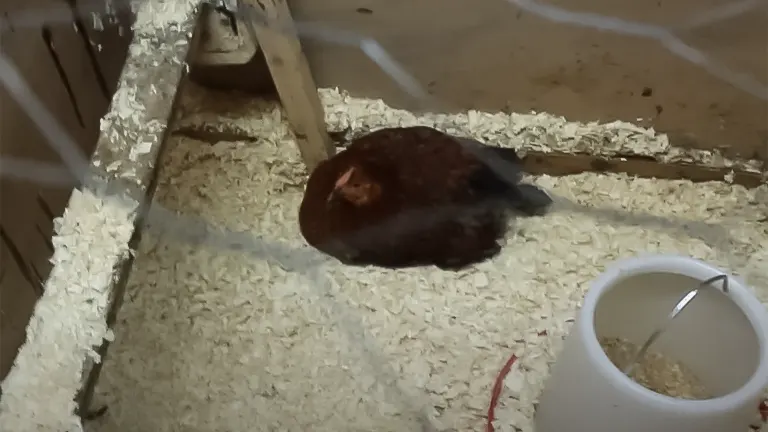 A chicken resting in a bed of wood shavings next to a feed bucket