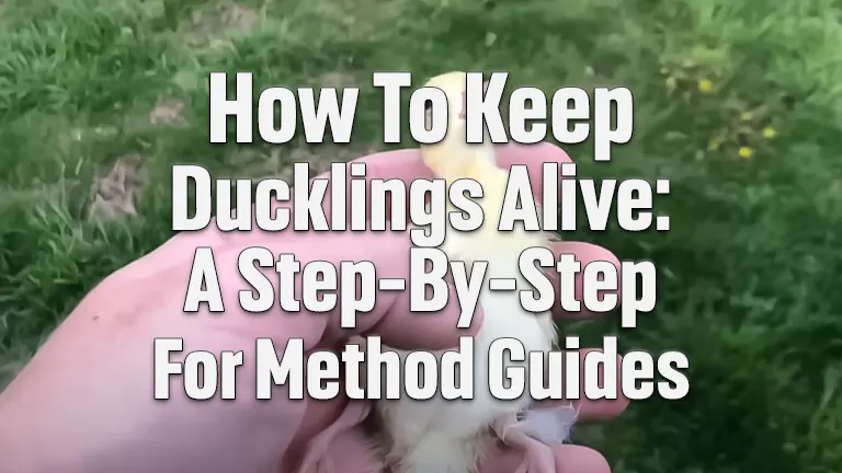 How to Keep Ducklings Alive: A Step-By-Step for Method Guides