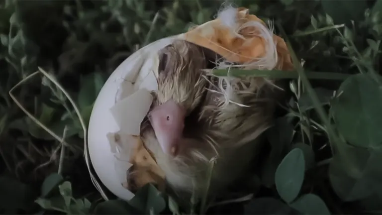 A duckling hatching from an egg among greenery