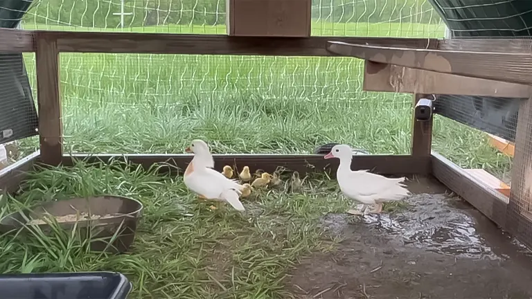 Two white adult ducks and several ducklings in a grassy enclosure with a feeder and water tray