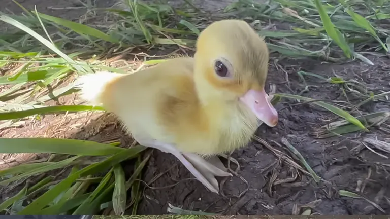 A yellow duckling on the ground among green grass
