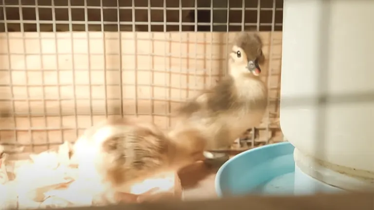 Ducklings inside a brooder with wood shavings and a water bowl