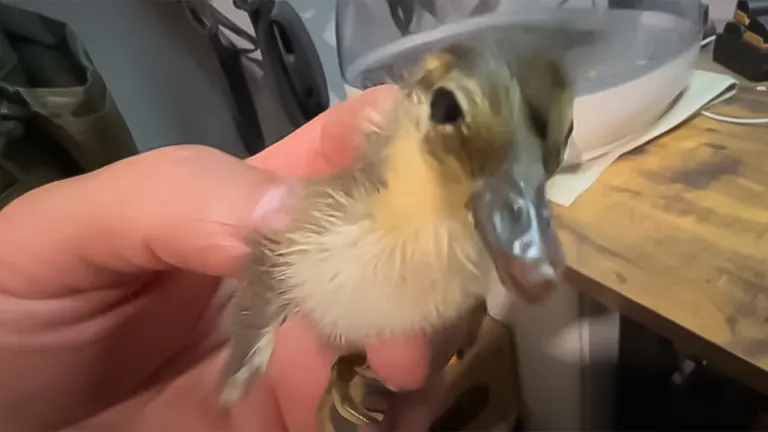 A person holding a young duckling in their hand