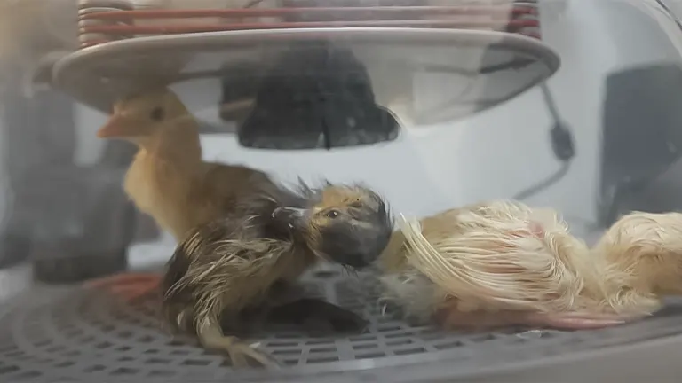 Ducklings drying off in an incubator after hatching