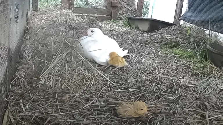 A white duck with two ducklings in a straw-lined enclosure