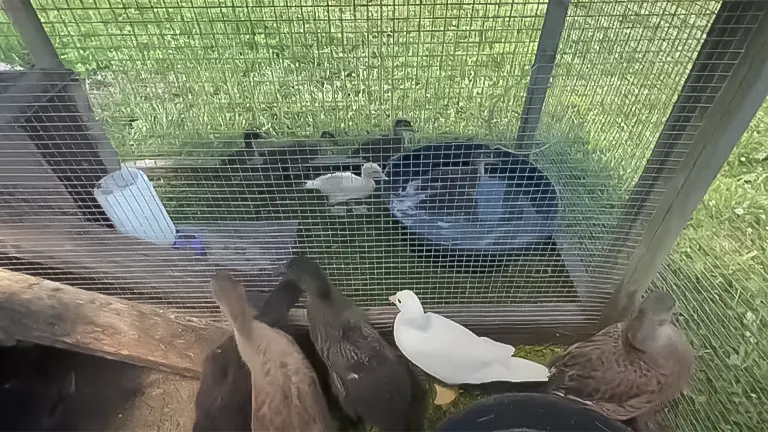 Various ducks and ducklings inside a fenced enclosure with a water pool