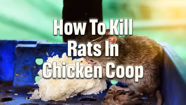 How to Kill Rats in a Chicken Coop