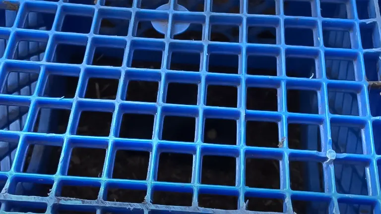 Close-up of a blue plastic grid, potentially part of a rat trap or cage, against a blurred background