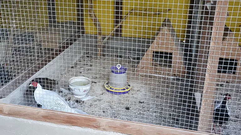 A chicken coop interior with a wire mesh enclosure, featuring a white chicken, a water bowl, and a purple feeder on a straw-covered floor