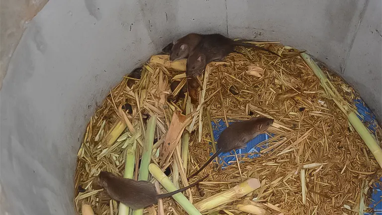 Multiple rats on straw and corn stalks inside a grey container, indicative of a rodent issue in a chicken coop setting