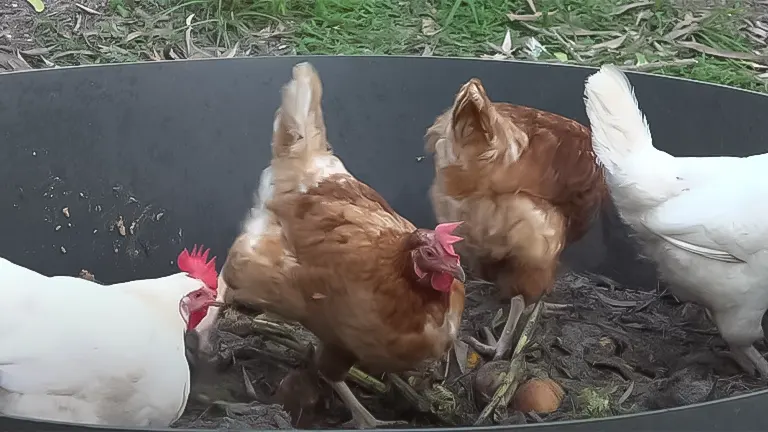 Chickens foraging and composting in a circular bin as part of a smart waste-to-wealth guide