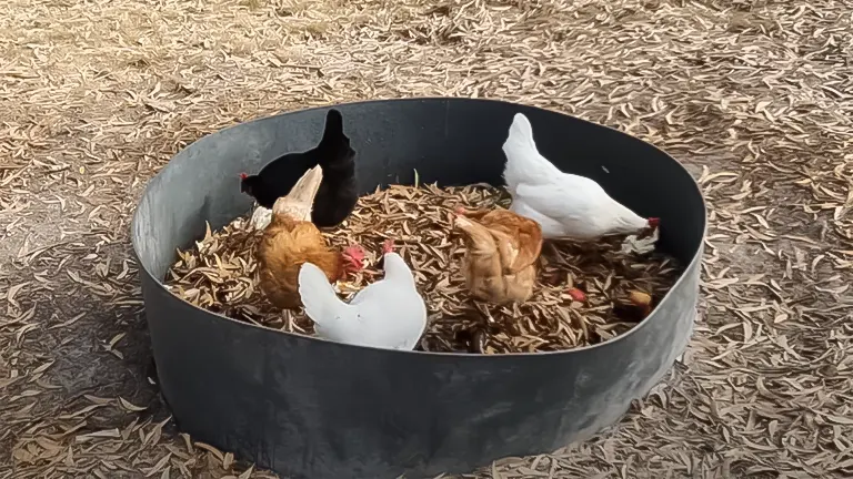Chickens pecking in a composting ring filled with organic material, representing a smart composting strategy