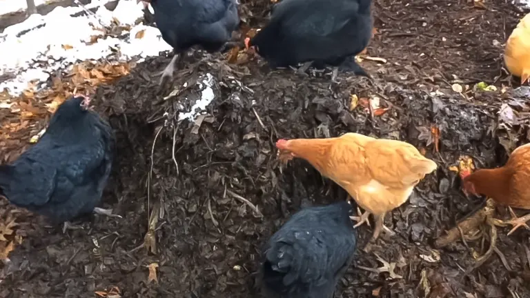 Chickens pecking at a compost heap, showcasing a free feeding method