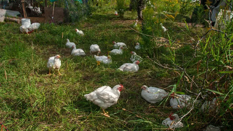 White chickens foraging in a grassy outdoor area, utilizing natural free-range feeding methods