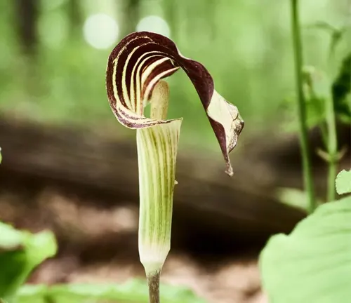 An image of Arisaema triphyllum (Jack In The Pulpit)