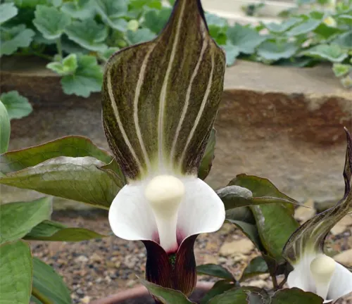 An image of Arisaema sikokianum (Japanese Cobra Lily)