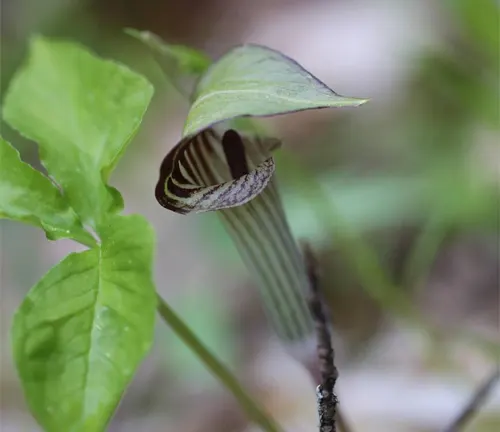 Close up of Jack In The Pulpit