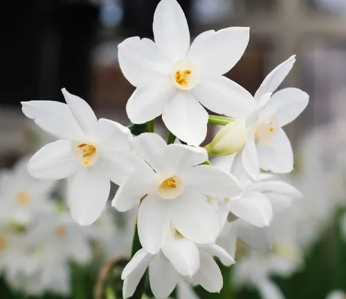 Pure white flowers of the multi headed tender winter flowering fragrant bulb, Narcissus tazetta 'Paperwhite Ziva'