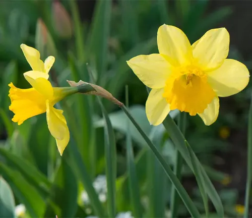 Yellow Narcissus Plant
