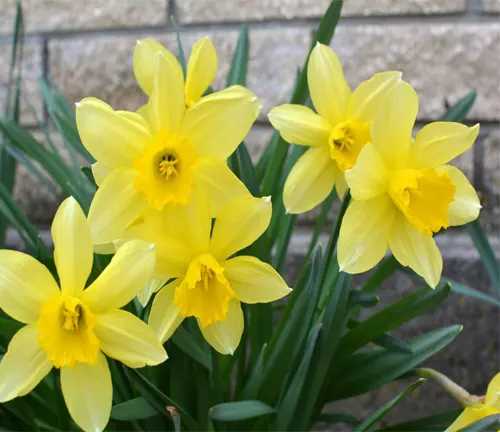 In spring, narcissus (daffodils) bloom in a flowerbed.