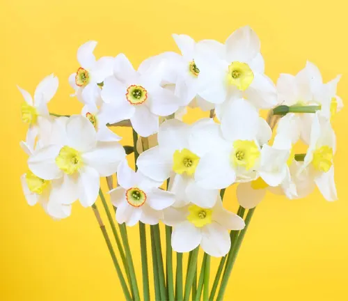 white narcissus flowers on the yellow background