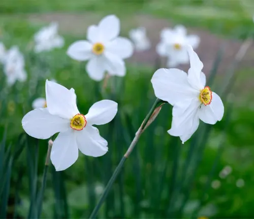 Narcissus flowers closeup
