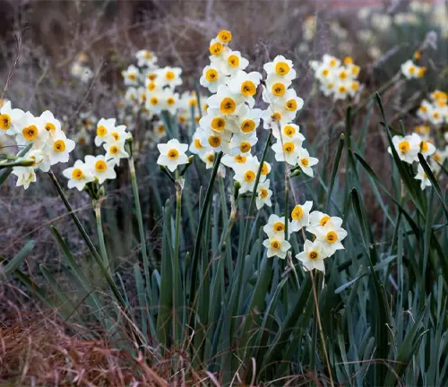 Narcissus plants blooming in the wild
