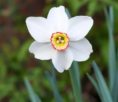 Single Narcissus Pheasants Eye in spring. Poeticus recurvus is a white Narcissi with a small yellow & red corona. A Poeticus daffodil division 9