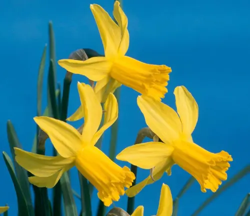 An image of Narcissus cyclamineus (Cyclamineus Daffodil)