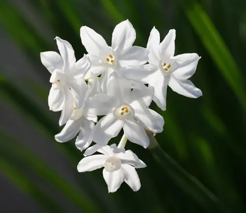 An image of Narcissus Papyraceus (Paper Daffodil)