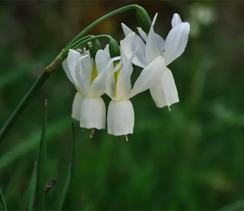 Angel’s tears (Narcissus triandrus) blooming white flowers