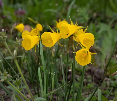 An image of Narcissus Bulbocodium (Hoop Petticoat Daffodil)