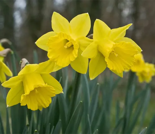 A wild Tenby daffodil, Narcissus obvallaris, in flower