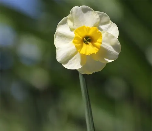 An image of Narcissus Dubius (Dubious Daffodil)
