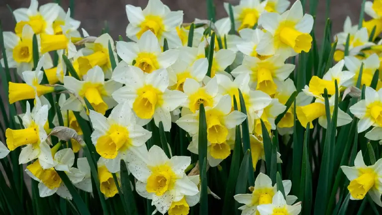 Narcissus Plant