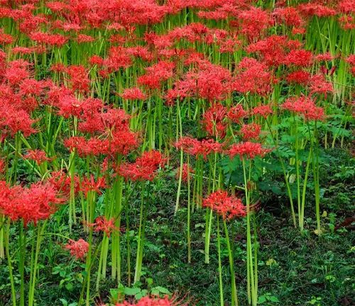 Red spider lily in the forest of Kintchakuda Saitama Japan