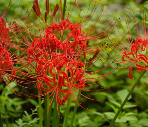 Flowers of the Red spider lily, Lycoris radiata
