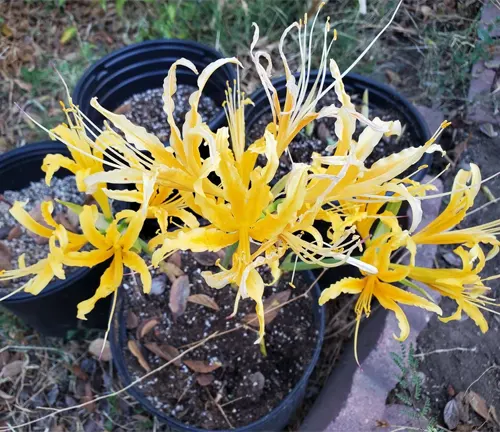 Image of Lycoris aurea (Yellow Spider Lily)