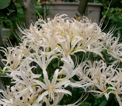 Image of Lycoris longituba (White Spider Lily)