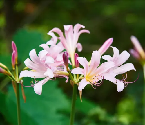 closeup of pink color wild Lycoris squamigera flowers in a outdoor