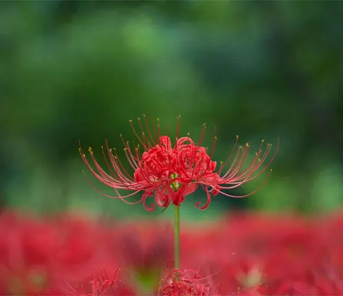 Close up of a red spider lily