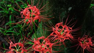 Red Spider Lily Featured Image