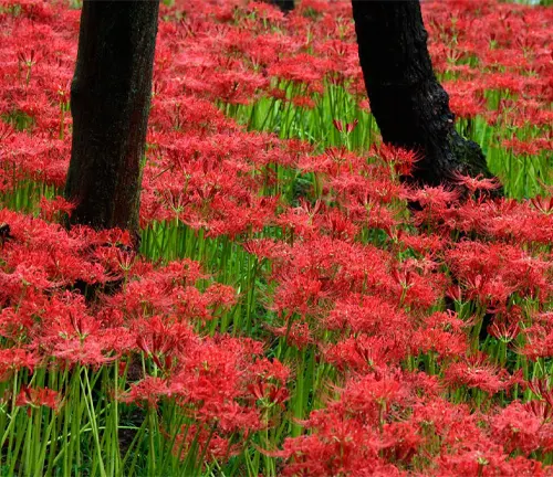 Red spider lily in the forest