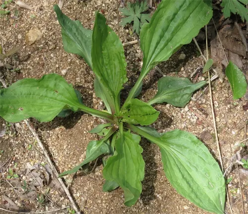 Plantago major var. asiatica with broad, lance-shaped leaves forming a rosette on sandy soil.