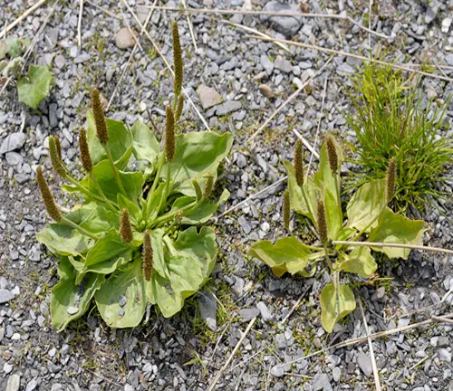 Plantago major var. pleiosperma, with its rosette of green leaves and tall, slender, seed-laden spikes, growing on a gravelly terrain.
