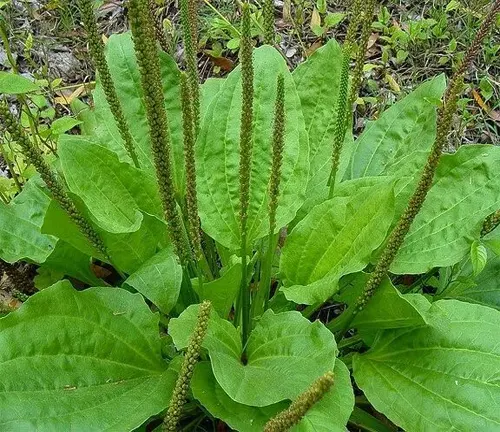 Roadleaf plantain (Plantago major) leaves, showing a rosette arrangement with broad, oval-shaped leaves and prominent parallel veins.