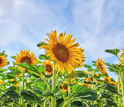 Mammoth russian sunflowers growing in a field or garden with a cloudy blue sky background