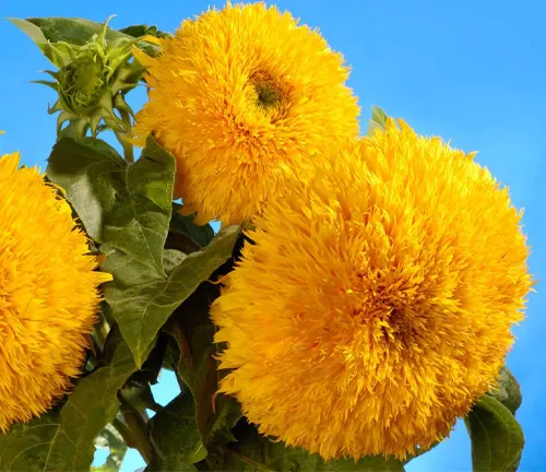 Giant Sungold hybrid sunflowers - Helianthus annuus - Sungold Teddy Bear sunflowers